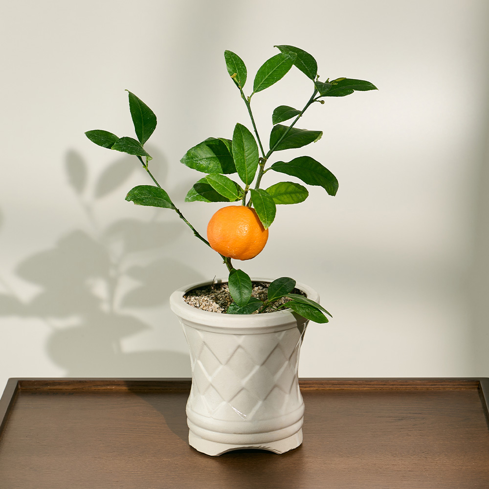 [로켓프레시] 농업회사법인 주식회사 코코도르팜 오렌지 레몬나무 과실수 + 인테리어 도자기 화분 세트, 혼합색상, 1세트 17,900원