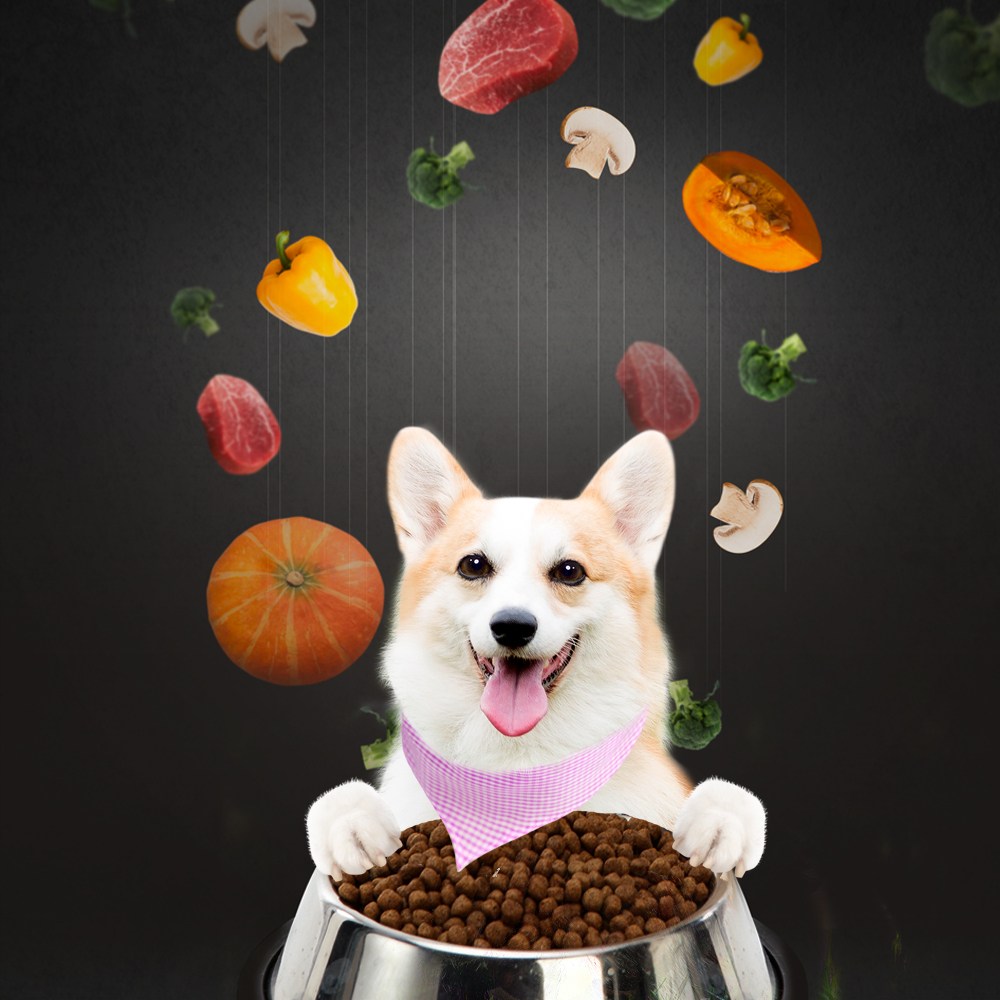 강아지 샘플사료 100여종 기호성테스트 오리젠 아카나 네츄럴코어 로얄캐닌 1,900원