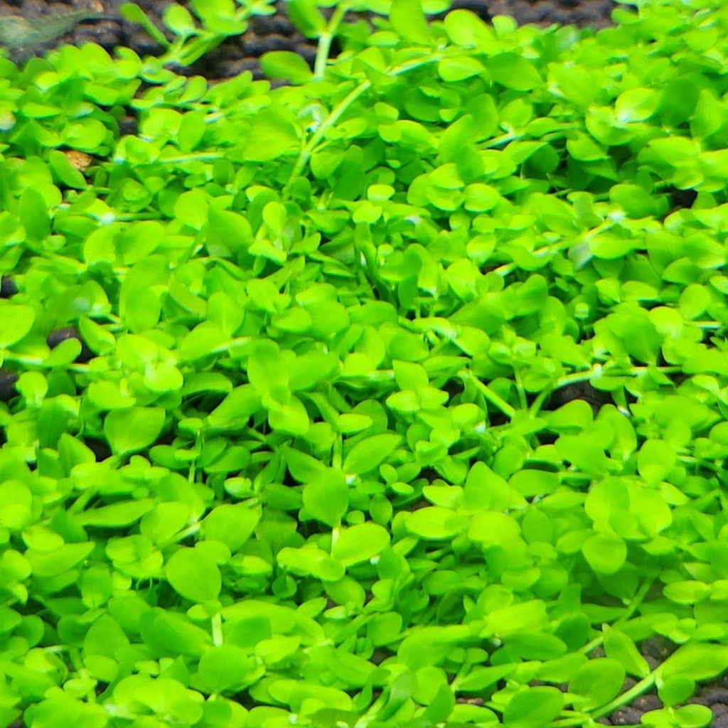 피알피쉬 전경수초 미크란테뭄 sp. 몬테카를로 (20촉) 4,200원