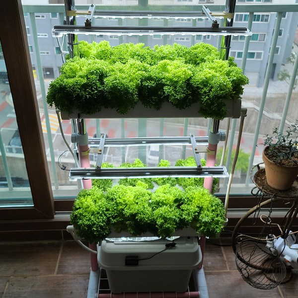 소형수경재배기1단 2단 3단 야채 채소 식물 허브 인삼 LED 양액재배기 스마트팜 (HMH-1) 170,000원