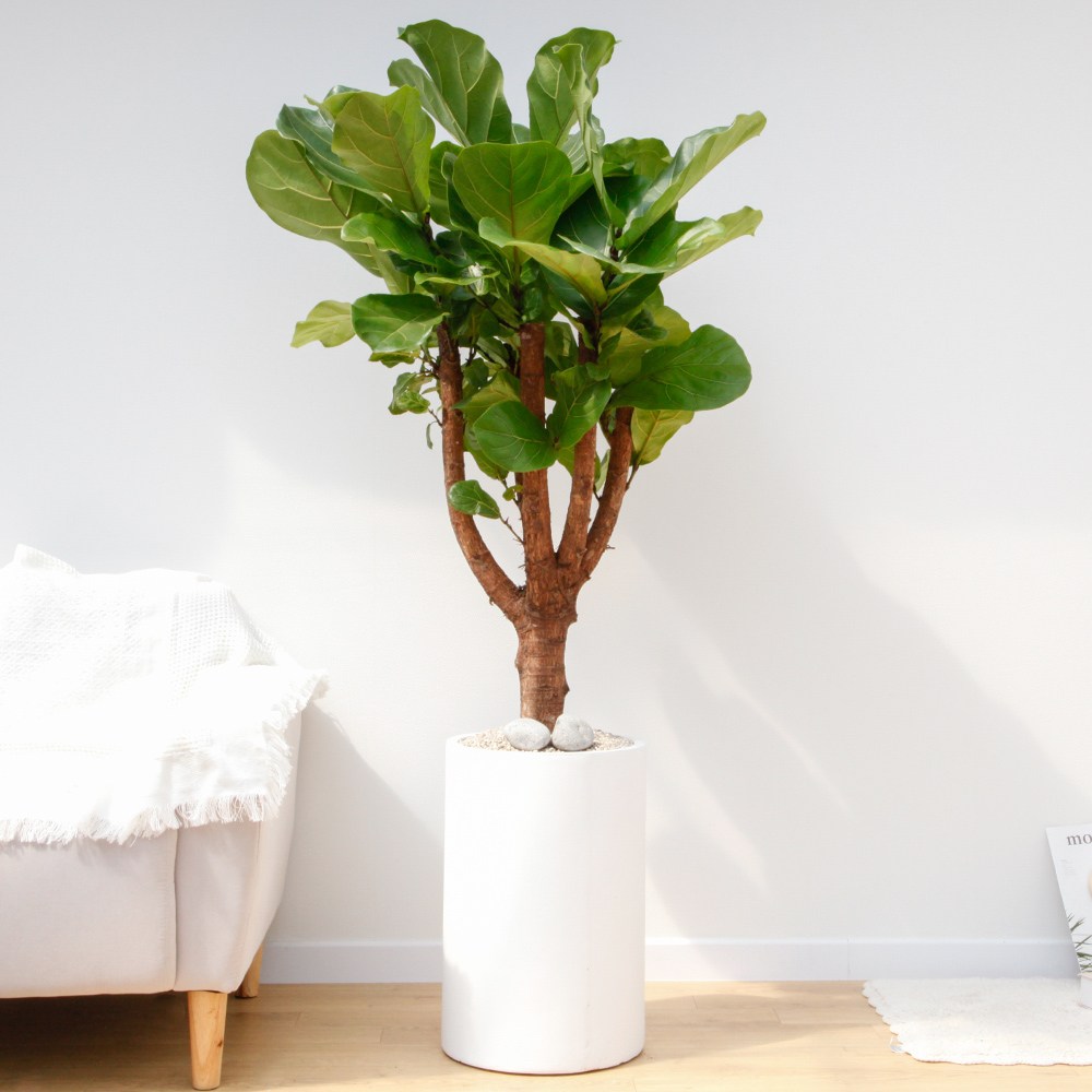 드셀플라워 금전수 특대형 집들이 선물 승진 사무실 이전 병원 개원 개업식 축하 화분 배달 당일배송 시멘트 149,000원