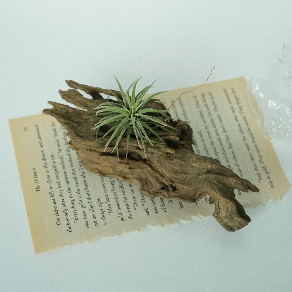 틸란드시아 이오난사 유목 공기정화식물 행잉플랜트 집들이 선물 우디오브제(소) 11,900원