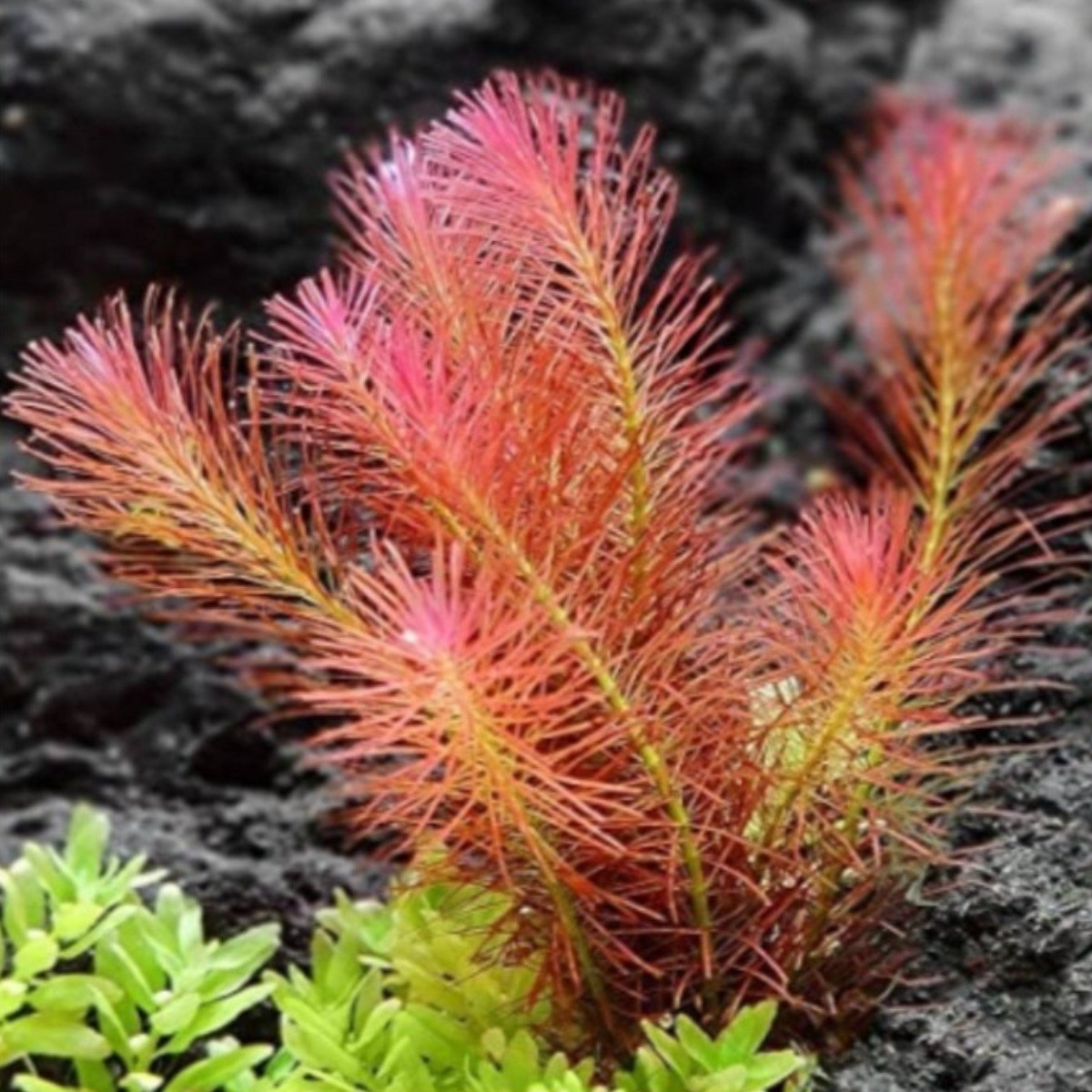 [수초농부] 로탈라 왈리키 잠자는 물속의 미녀 수초, 12개 12,450원