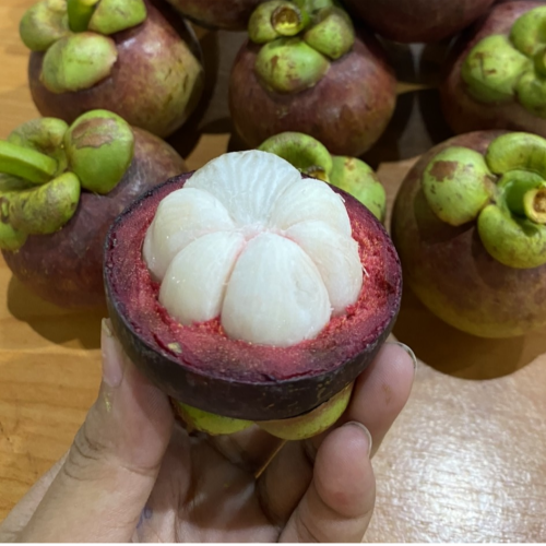 [고니네농수산] 재구매율 1위 최상품 태국 생 망고스틴 25,800원