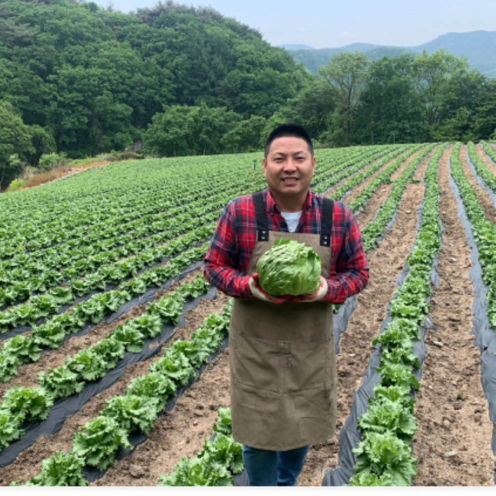 청년야채가게 [아삭] / 진공예냉처리 아삭양상추 / 깐양상추(식자재용) 8kg 19,000원