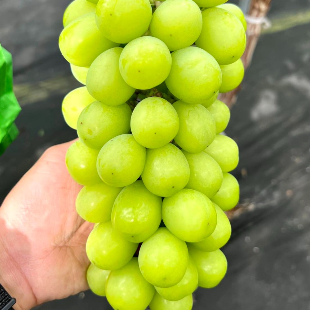 아삭 달콤한 경북 영천 최상품 샤인머스켓 산지직송 2kg 11,900원