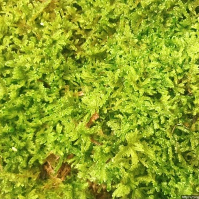 최저가 깃털이끼 200g 실내조경 산양삼포장용 테라리움 대용량도 판매 1킬로 5킬로 17,000원