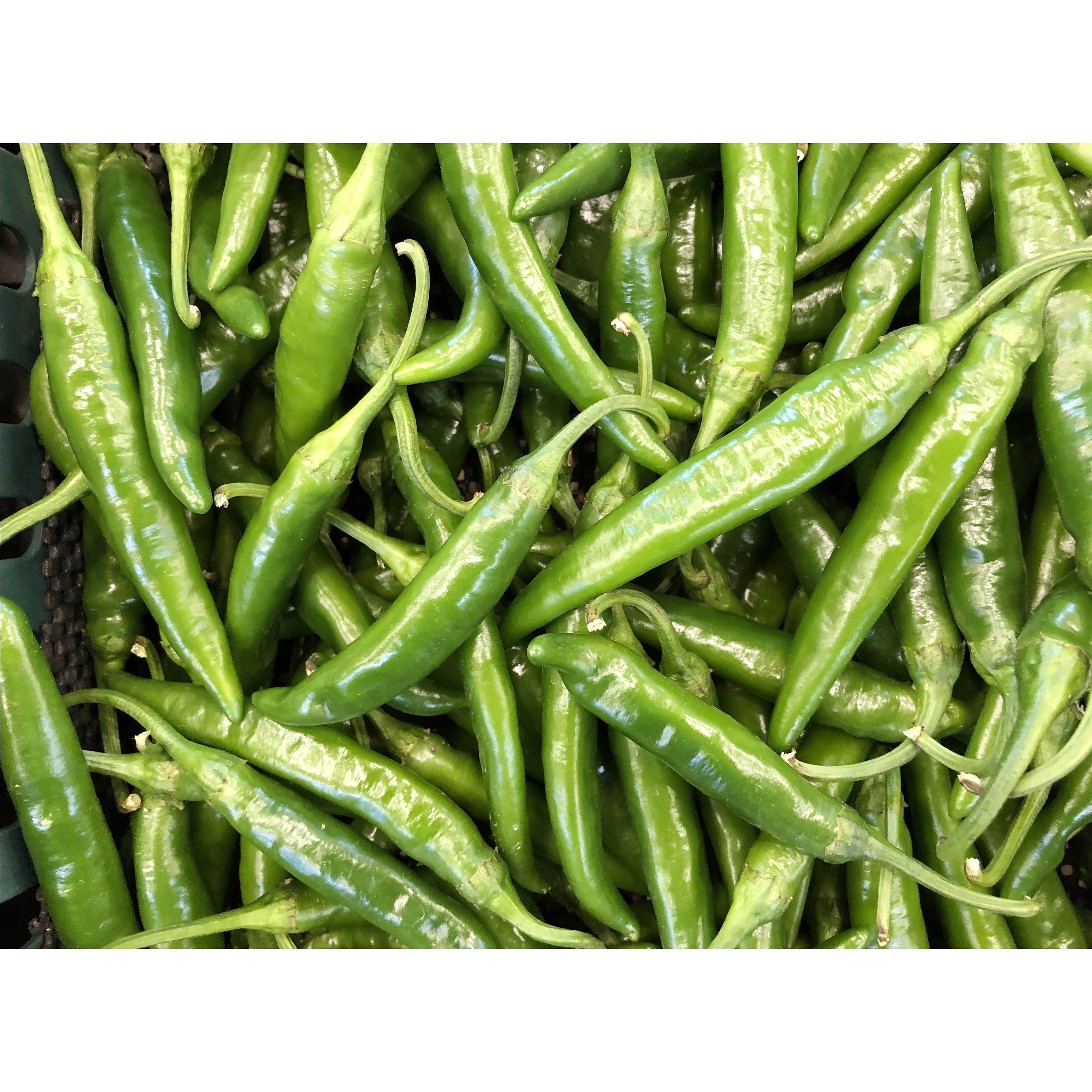 국내산 신선한 청양고추 (상) 46,100원