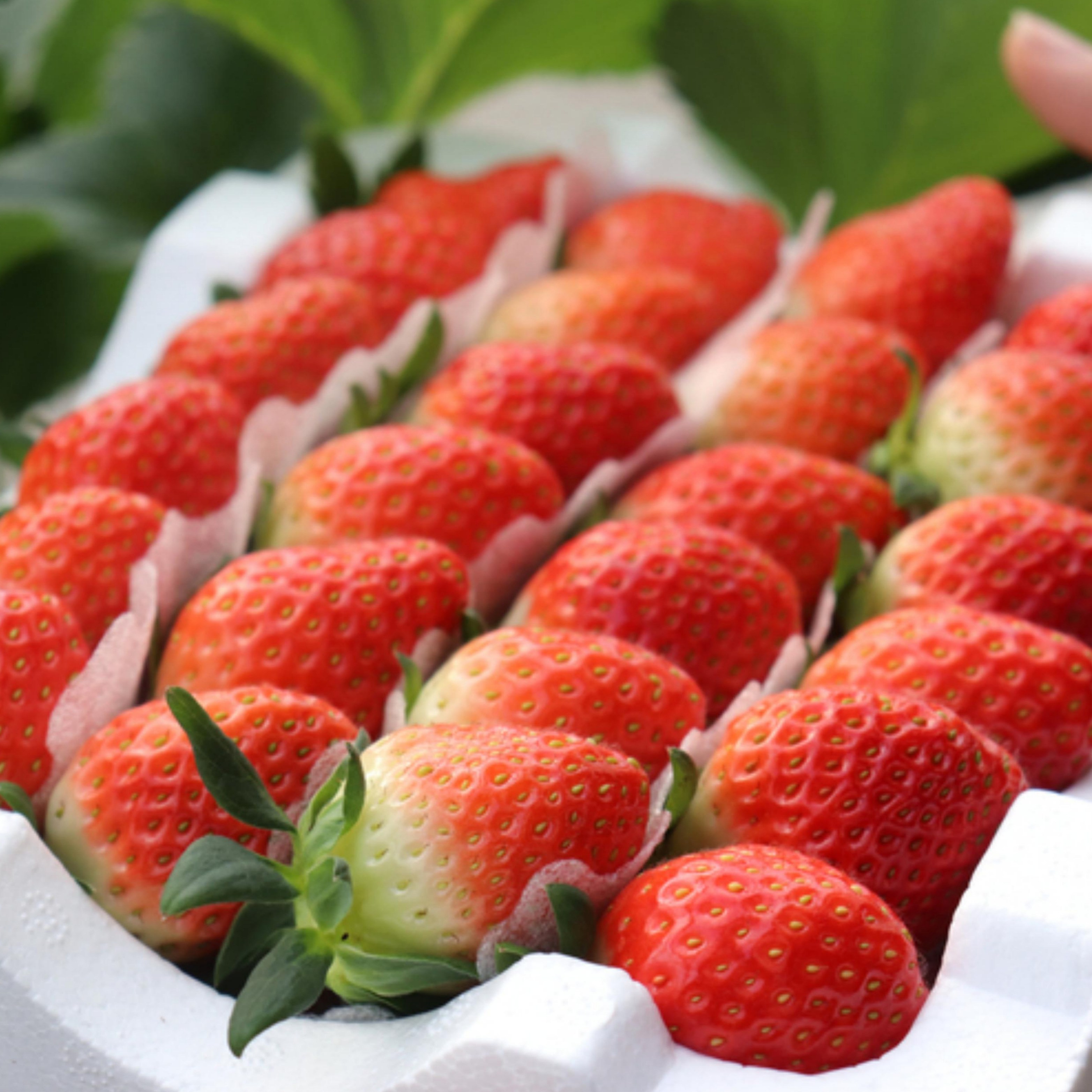 [신선보장] 특가 산지직송 새콤달콤 논산설향딸기 16,900원