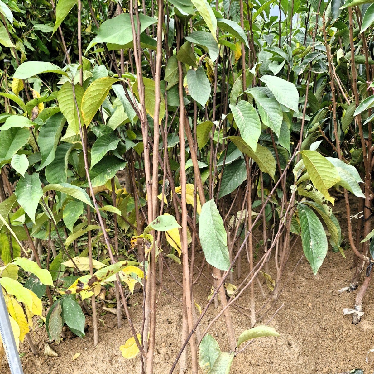 향수팜 약성이 좋은 포포나무 실생2년생 분묘 18,200원