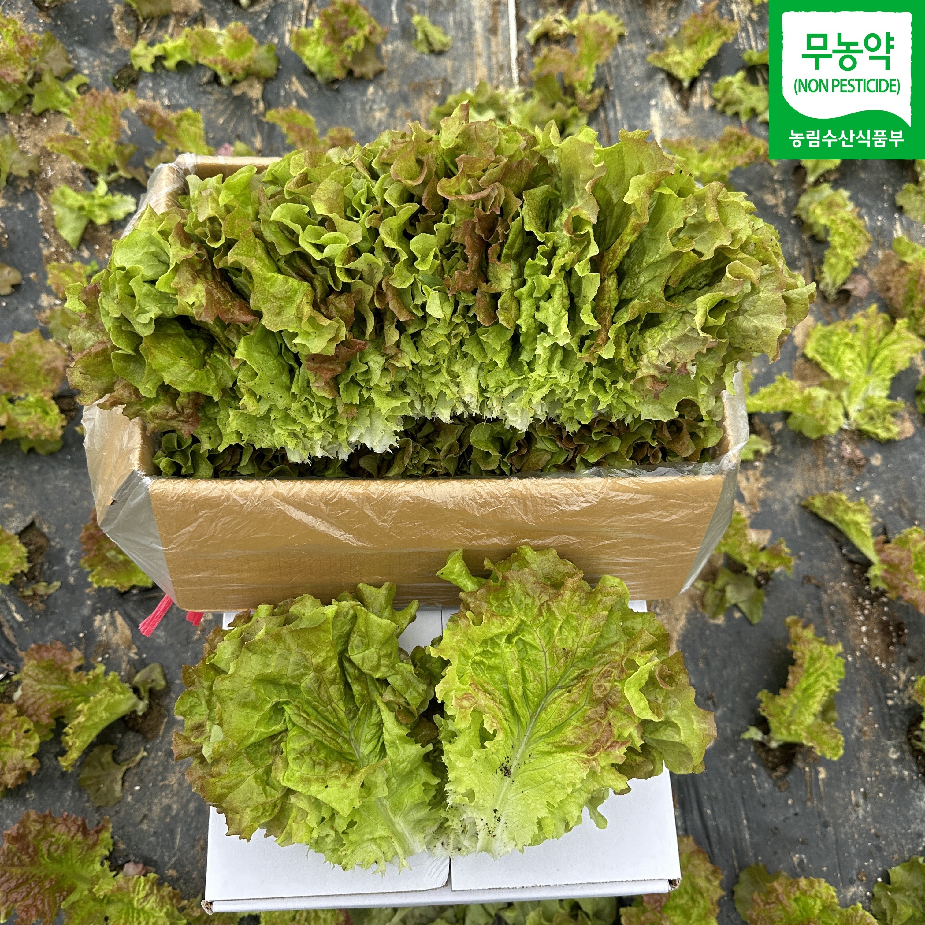 무농약 적상추 상추 쌈채소 샐러드상추 모듬쌈 꽃상추 친환경 산지직송 당일수확, 500g, 1박스 7,900원