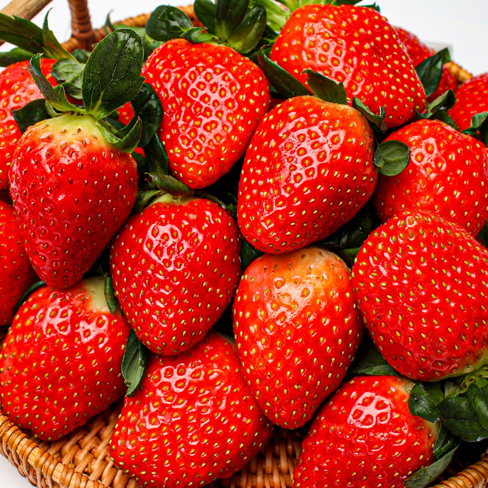 산지직송 고당도 산청 설향 딸기 1kg 중품 (80과 미만) 생딸기 GAP인증 11,200원