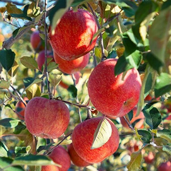 기타 T_[오늘아침사과] 오늘아침 세척사과 5kg 25과 48,200원