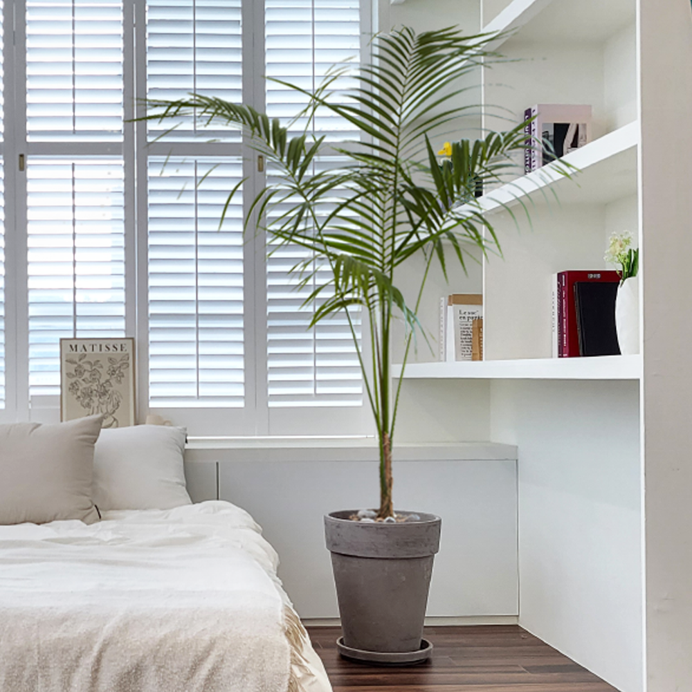 농원청년 바솔트토분 인테리어식물 거실화분 실내화초 개업식화분 개업화분 공기정화식물 승진화분 영전화분 사무실 카페 매장 공간 인테리어화분 스투키 쉐프렐라 홍콩야자 극락조 349,000원