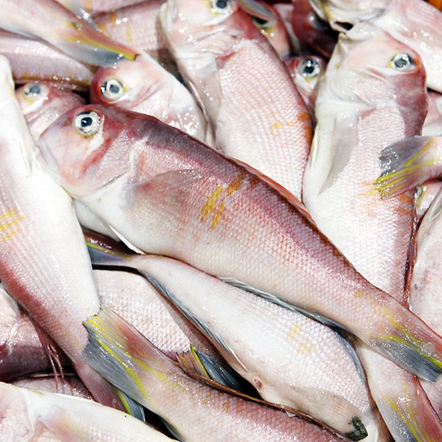 제주 한림수협 제주 옥돔 6미 실속 세트 960g(160g*6팩) / 옥돔 960g(160g*6팩, 1set), 1박스, 960g 89,900원