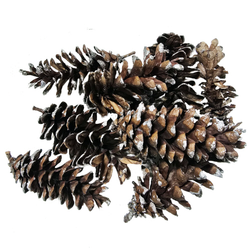 공예야 놀자 공예재료 자연재료 스트로브 잣나무 1봉지10개입 6,000원