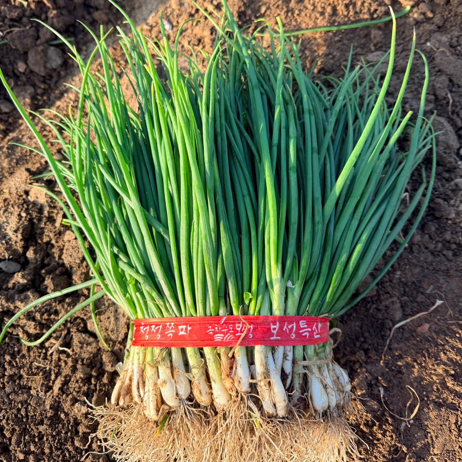 맛통령 국내산 흙쪽파 7,910원