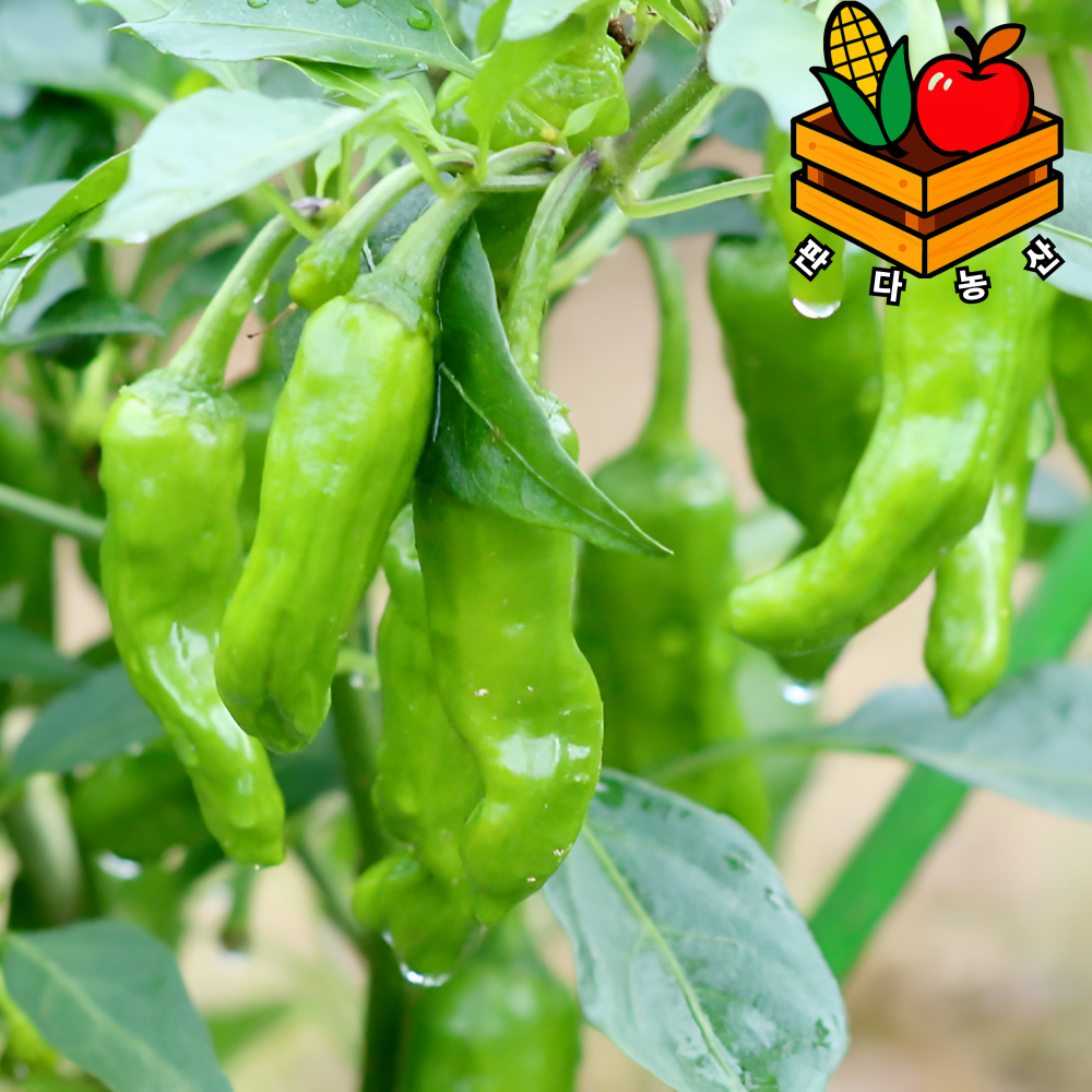 당일경매 비교불가 안매운 못난이 꽈리고추, 1박스, 1kg(상품) 12,900원