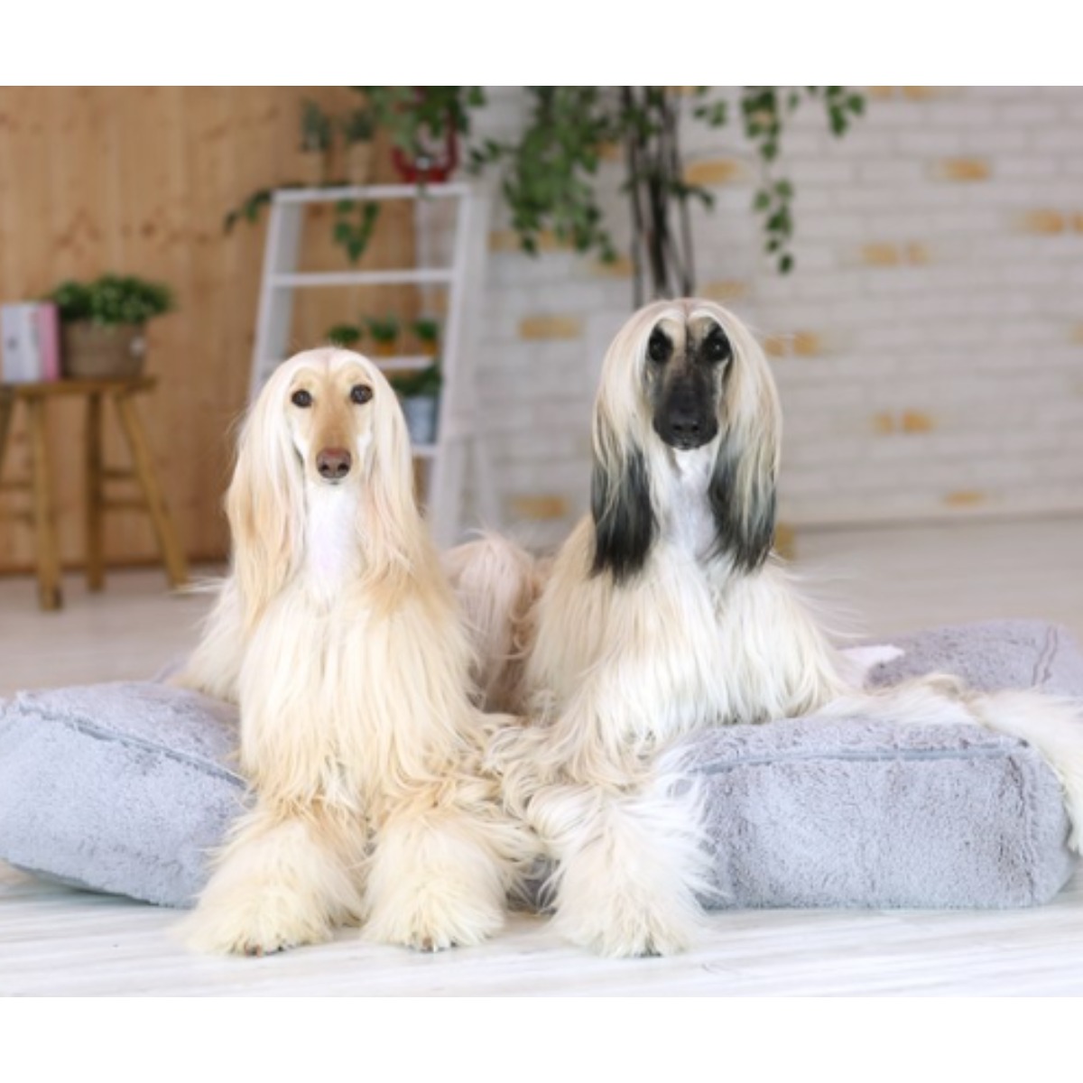 아페토 정품 럭셔리 애견 구름방석, 그레이, XXL(120 x 76 x 21 cm), 1개 119,500원