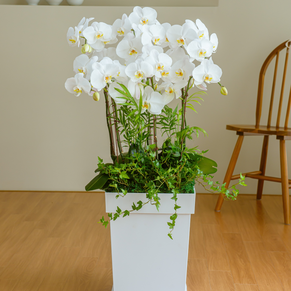 나눔플라워 전국 저가 서양란 취임 진급 승진 개업 승진란 개업란 진급란 축하 꽃배달서비스 당일꽃배달, 1개 169,000원