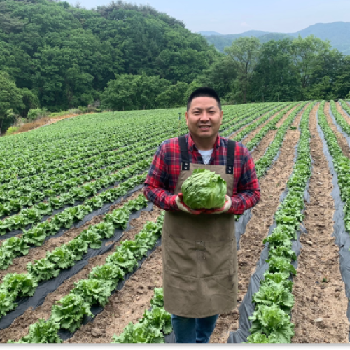청년야채가게 [아삭] / 진공예냉처리 아삭양상추 / 깐양상추(식자재용) 12,000원