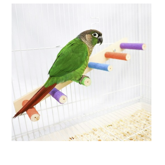 조류 알록달록 일자형 발톱갈이 사다리 M 27,900원