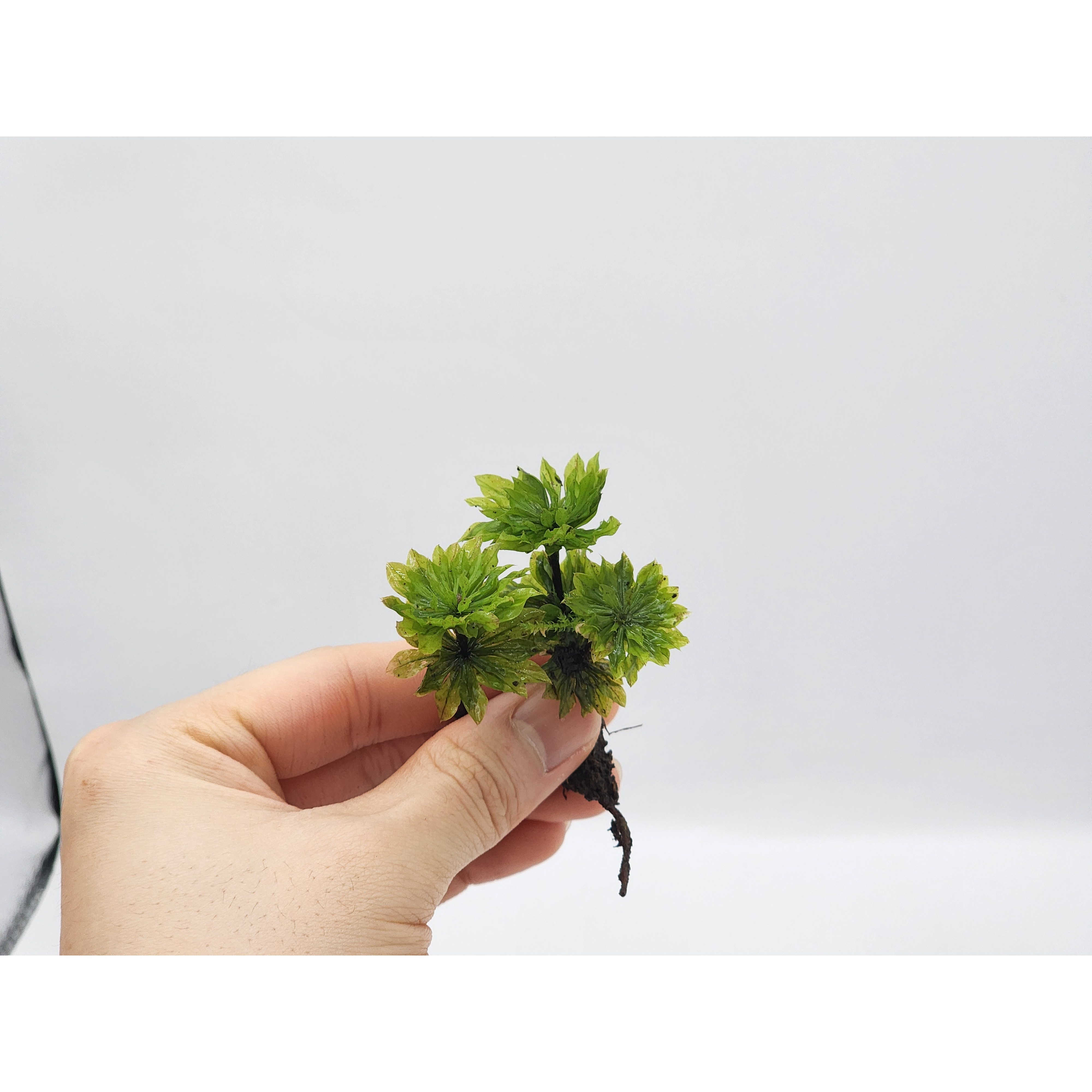 큰꽃송이이끼 1촉 생이끼 키우기 테라리움 비바리움, 1개 6,000원