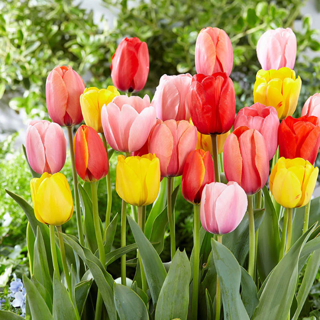 튤립 구근 혼합 16,900원