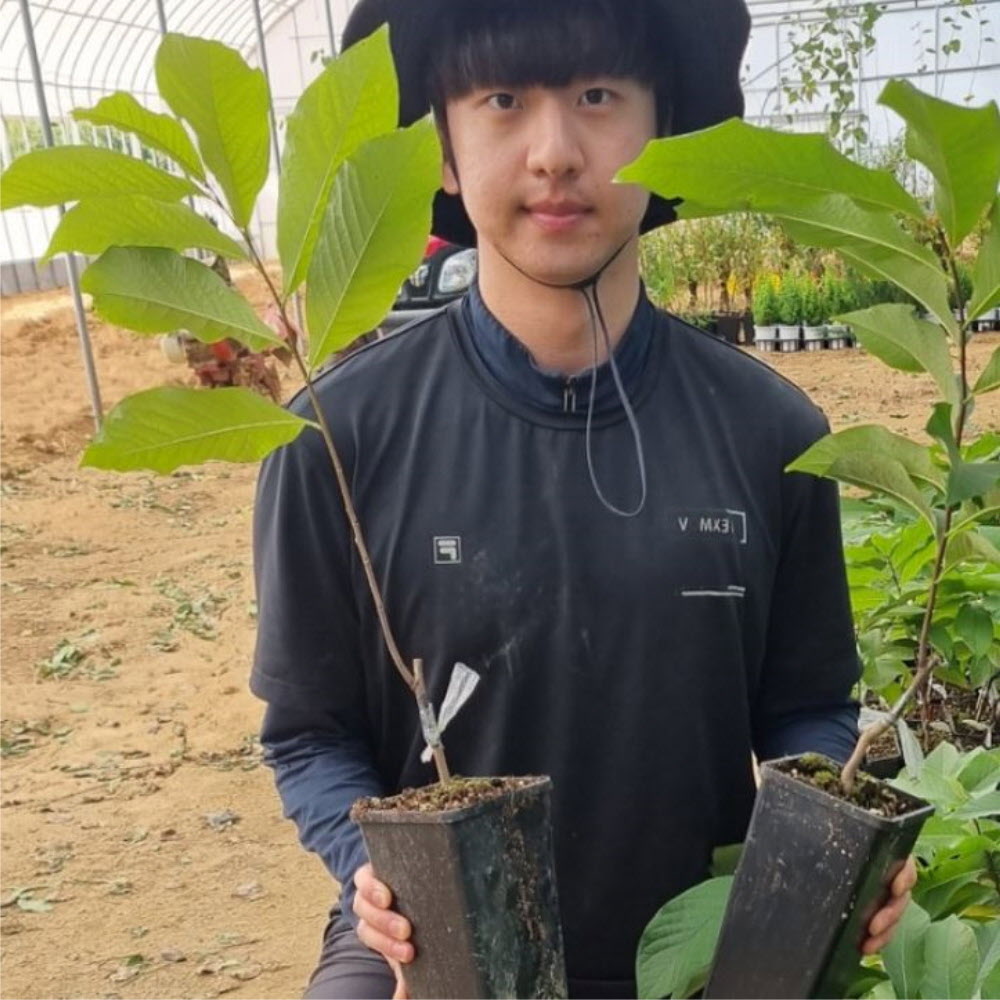 포포나무 묘목 2년 1년 실생묘 접목묘 포트묘 포포묘목 6,000원