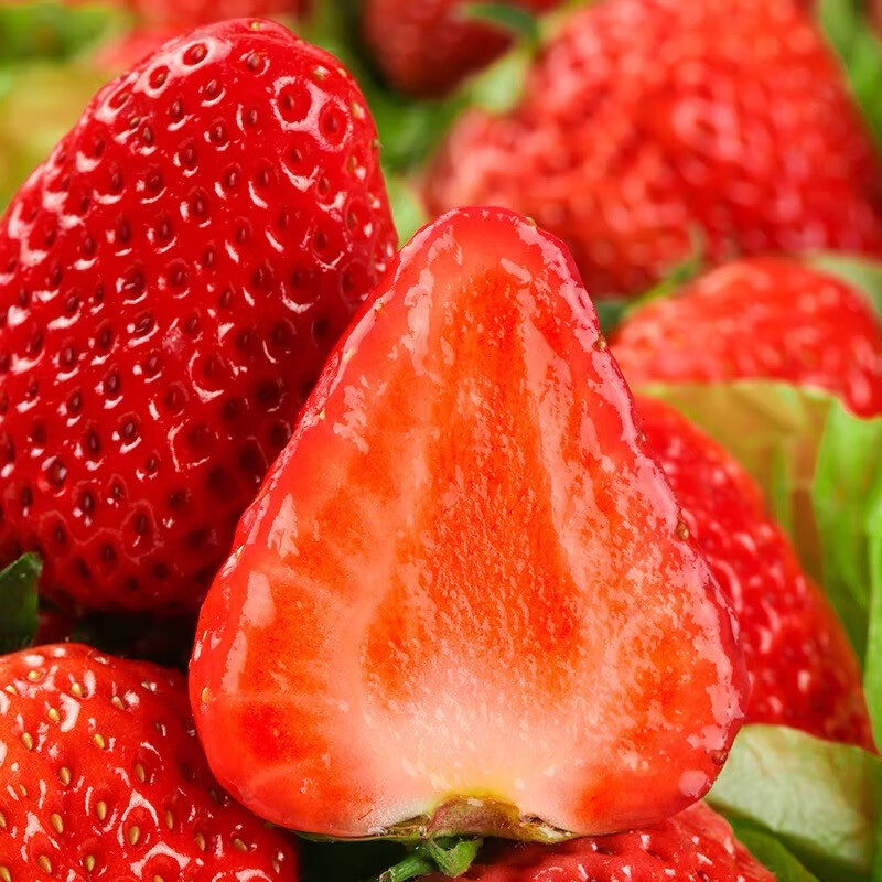 [재구매1위] 50년장인 고당도 프리미엄 설향딸기 18,900원