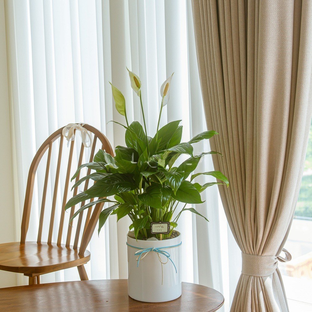 나눔플라워 전국 관엽식물 금전수 스투키 해피트리 행운목 극락조 고무나무 개업축하 실내공기정화 사무실식물 나무배달서비스 65,000원