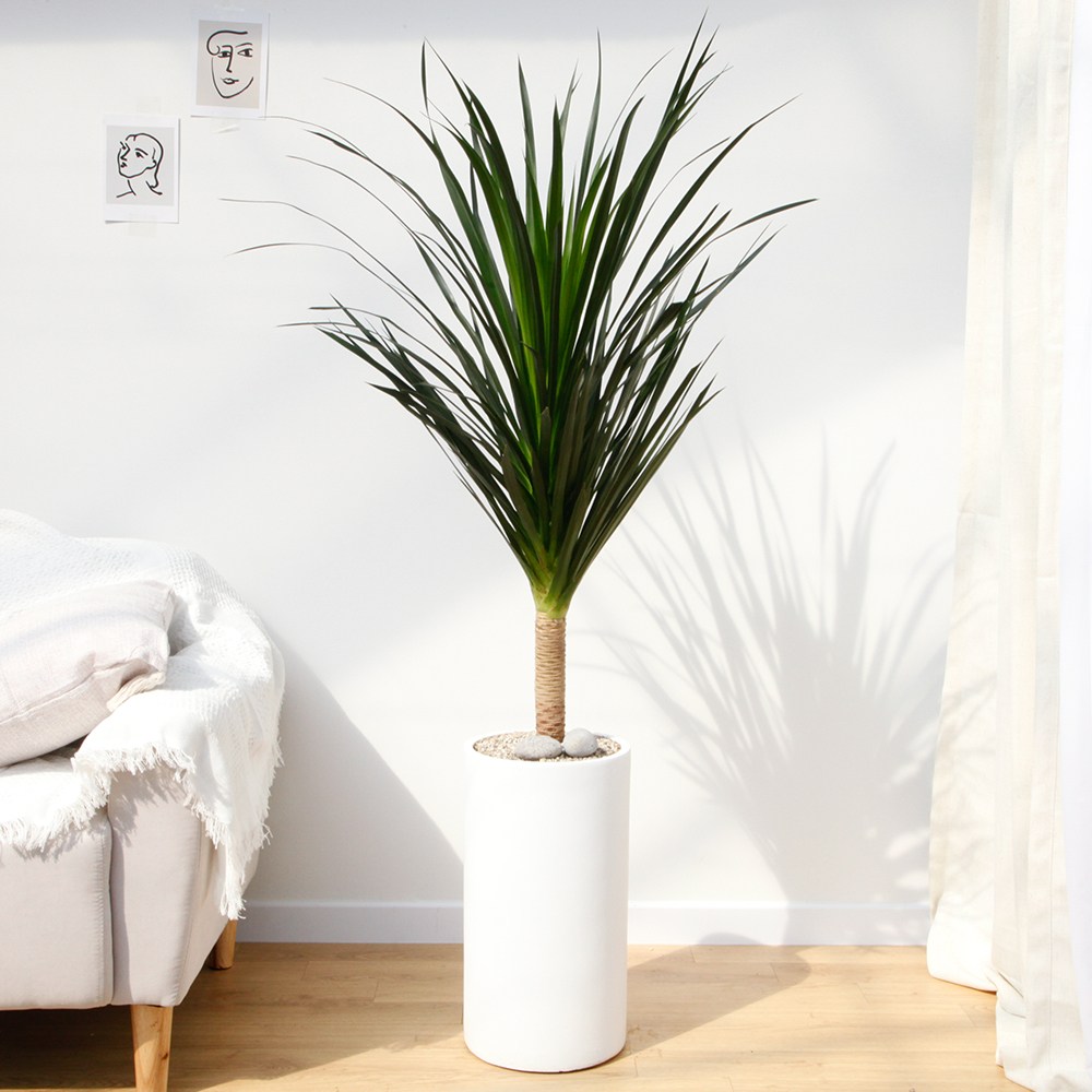 드셀플라워 금전수 돈나무 개업 화분 집들이 선물 승진 사무실 이전 병원 개원 식당 개업식 축하 화분 배달 당일배송 71.특대형_드라코 흰색원형 경량화분 149,000원