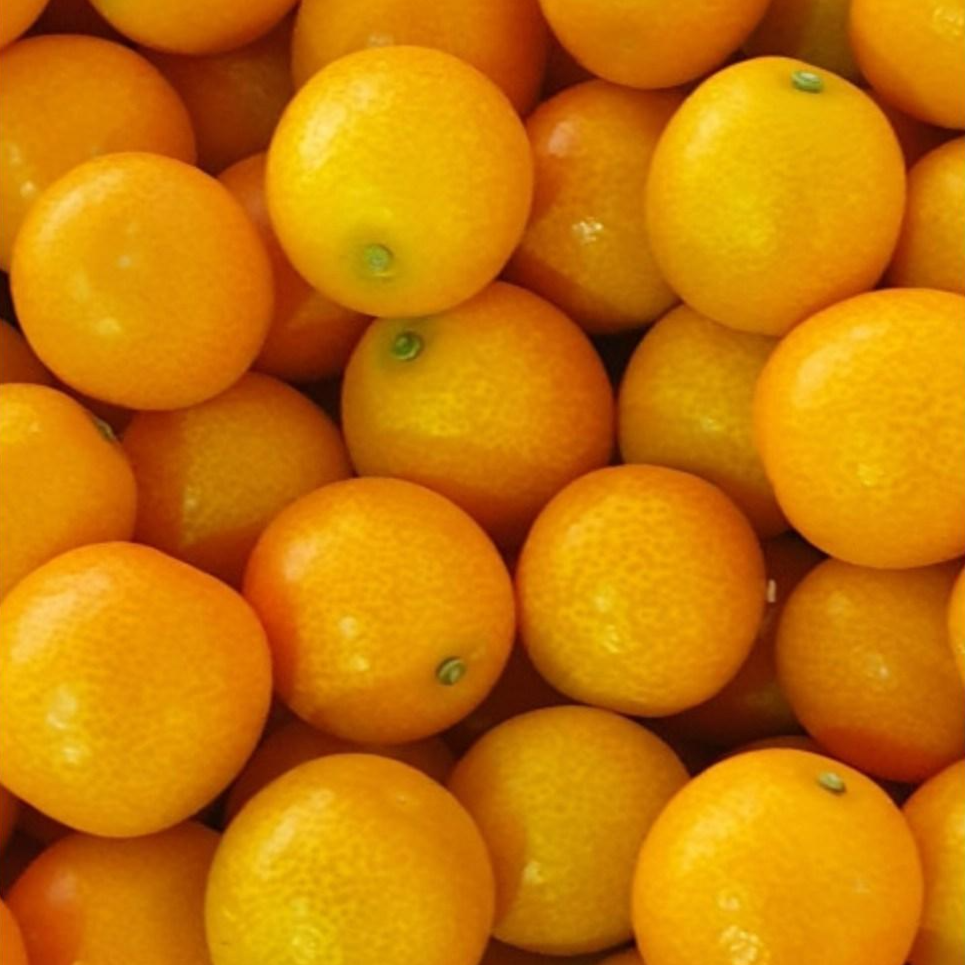 (주렁주렁JEJU) 당일수확 금귤 낑깡 제주직배송 왕대과 대과 중소과 소과 1.5kg 3kg 5kg 9kg, 1개, 9kg (대과) 95,000원