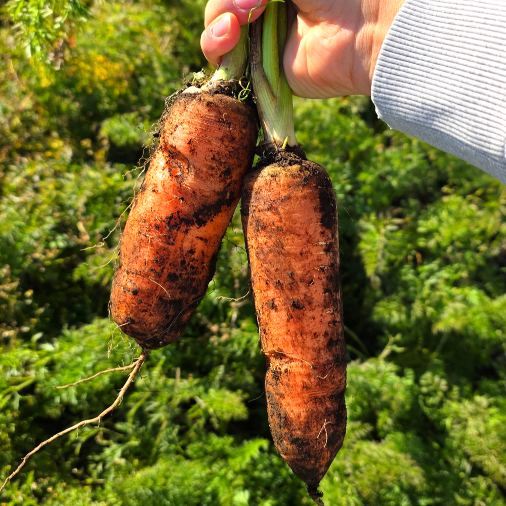 [바로수확발송] 제주 구좌 흙 당근, 1개, 특 10kg 19,100원