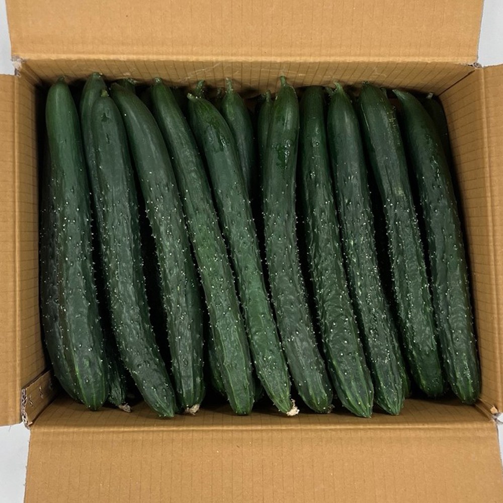 클릭마켓 국내산 가시오이 특품 청오이, 1개, 특 3kg 13,500원