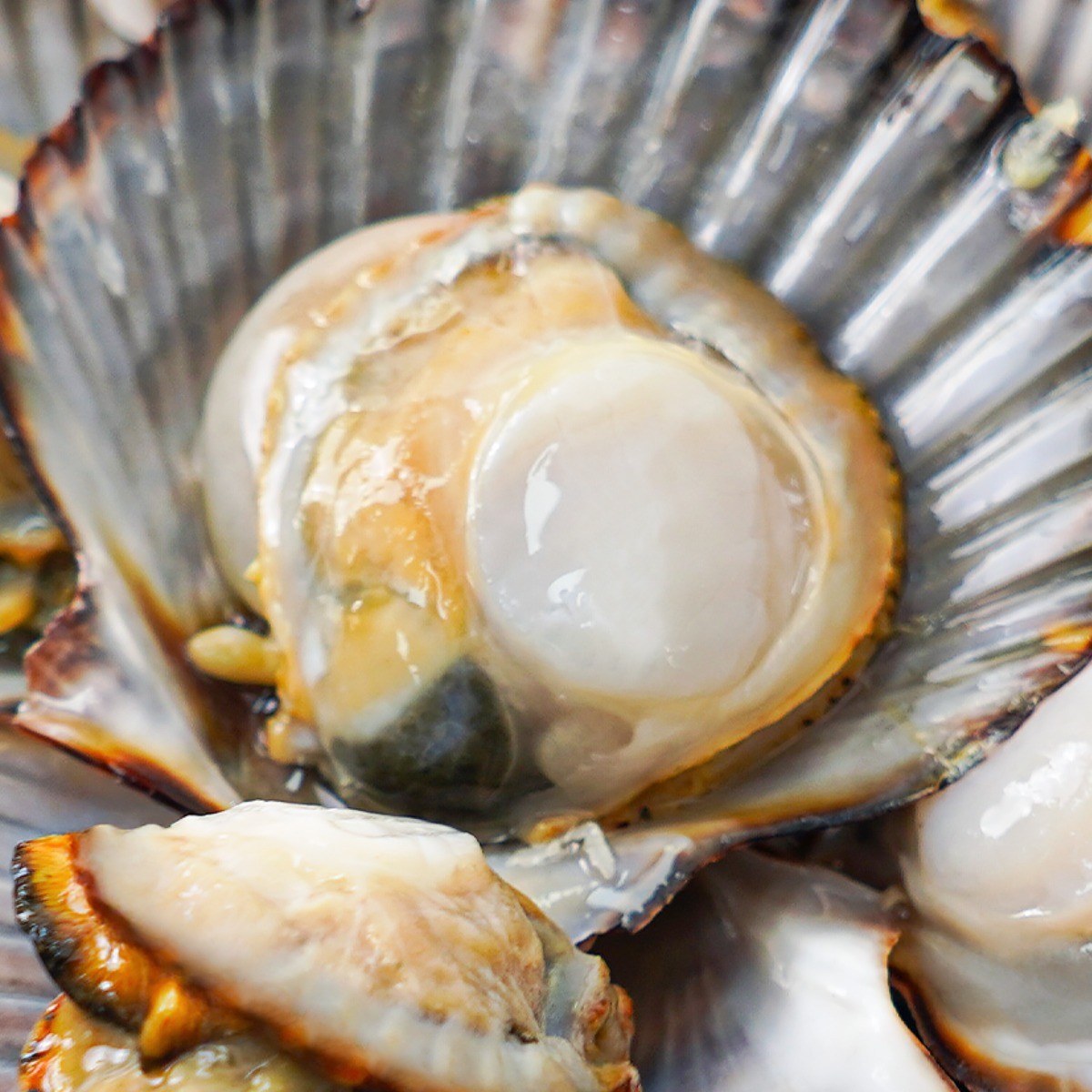 [더신선] 통영산 통통 흑백가리비 2kg 40미 내외/꽃게살맛의 역대급 가리비, 1개, 2kg 14,900원