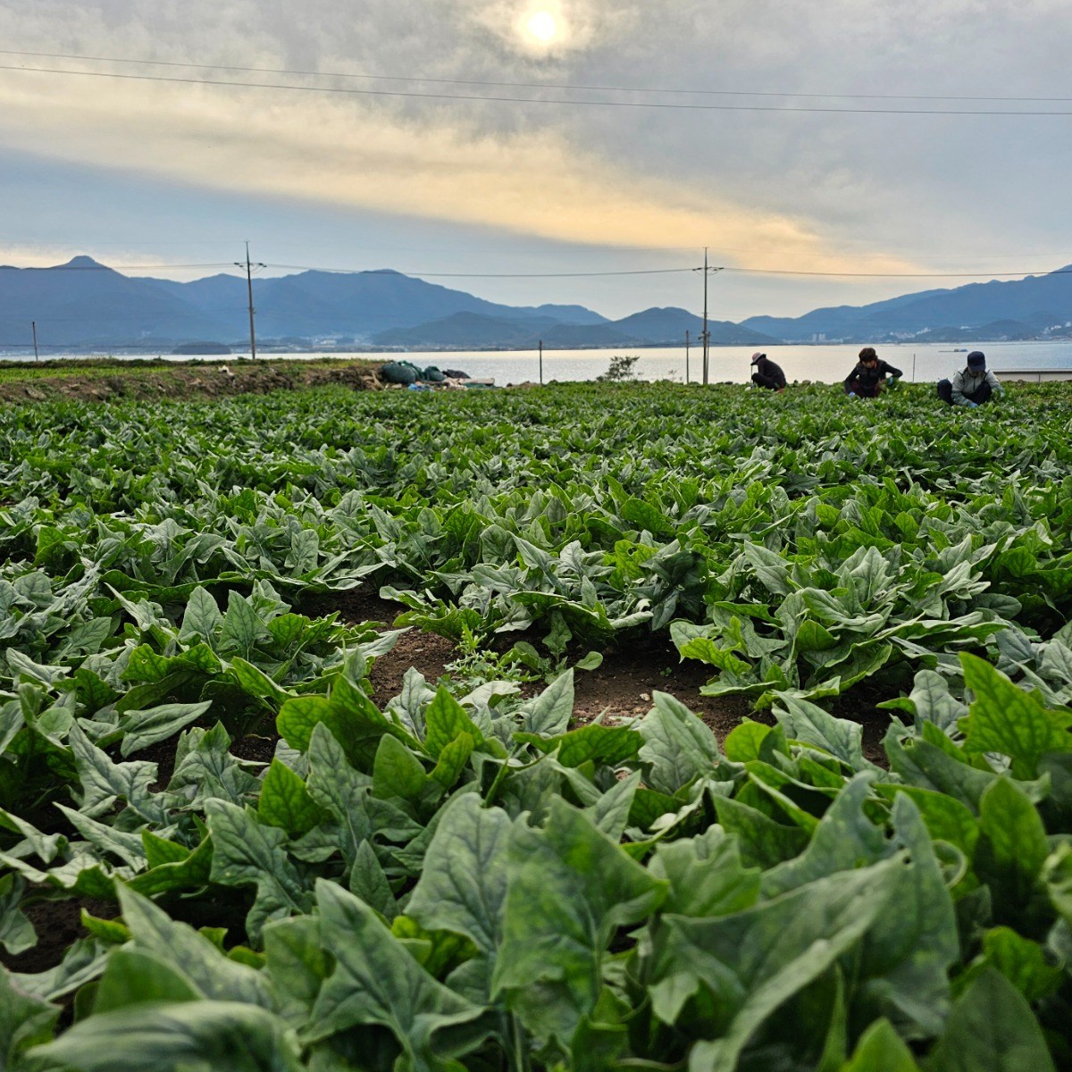 해풍으로 재배한 남해 시금치 보물초 섬초 노지시금치, 1박스, 500g, 현재가 8,500원