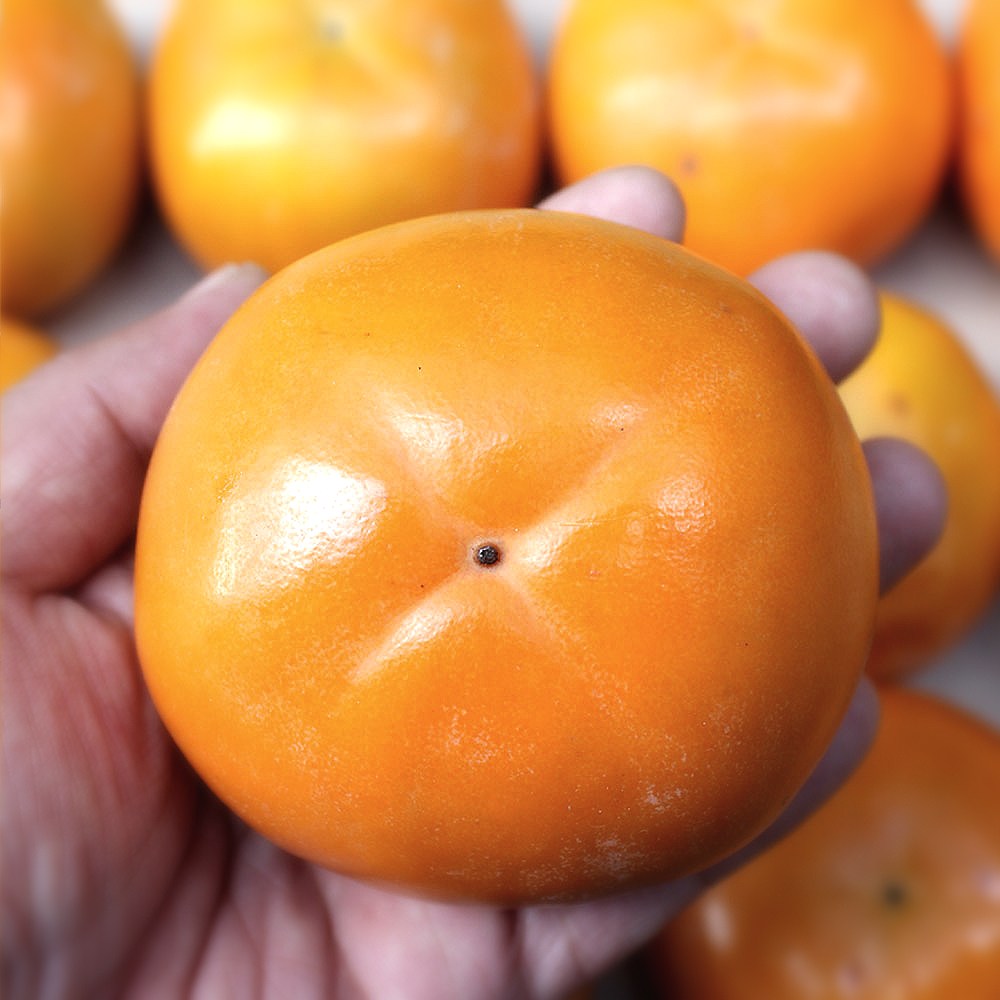 청년농부 진영단감 고당도 경남 단감 5kg 10kg, 5kg중대과 (25과 내외), 1개 29,800원