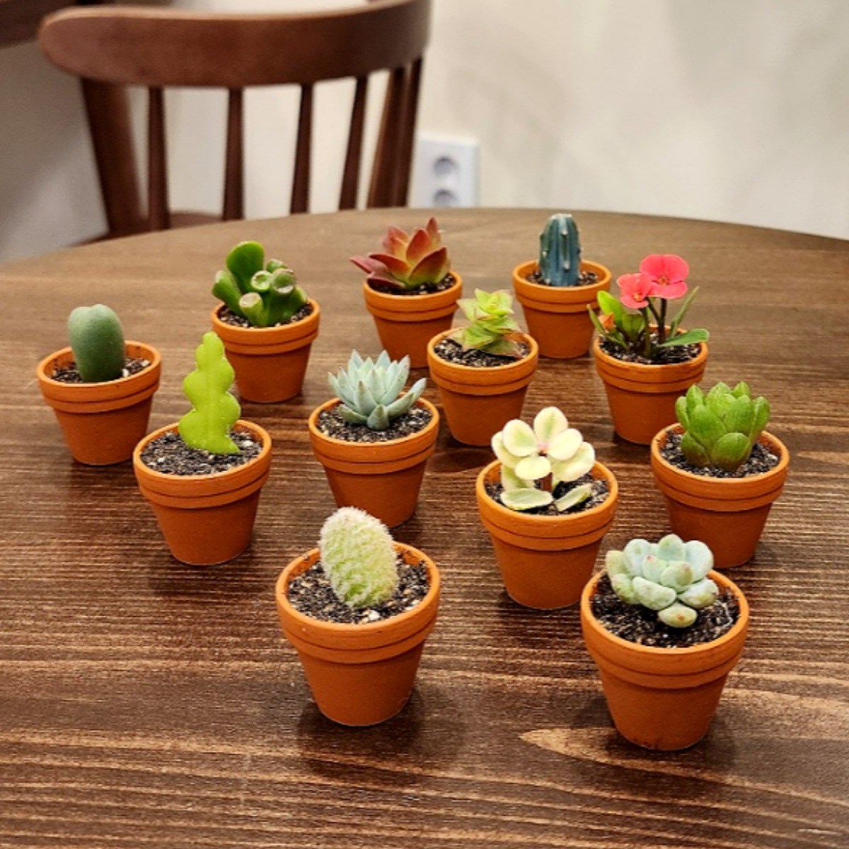 귀여운 초미니다육 식물 독일토분 계란판6구 계란판3구 계란판2구 다육사랑 예원, 계란판 3구+초미니다육3개, 1세트 5,000원