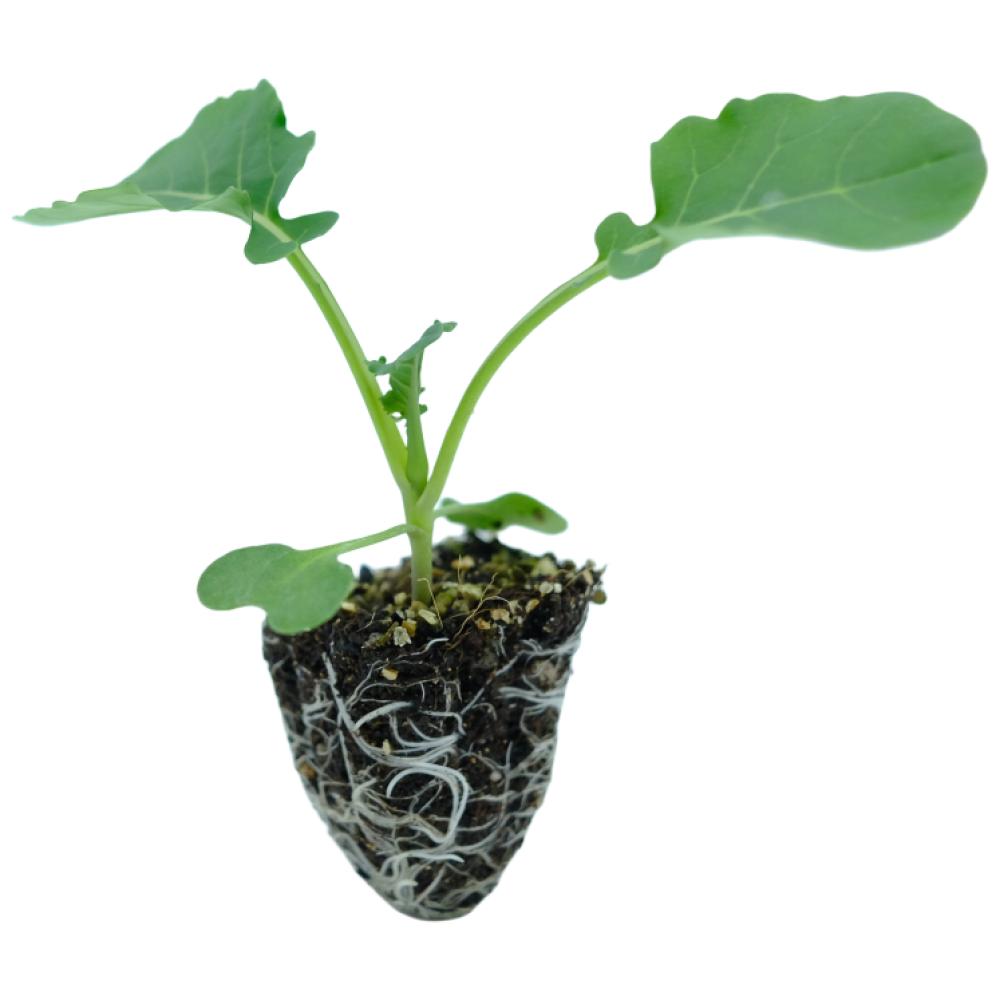 파머씨드 브로콜리 모종 8개 텃밭 채소 7,090원