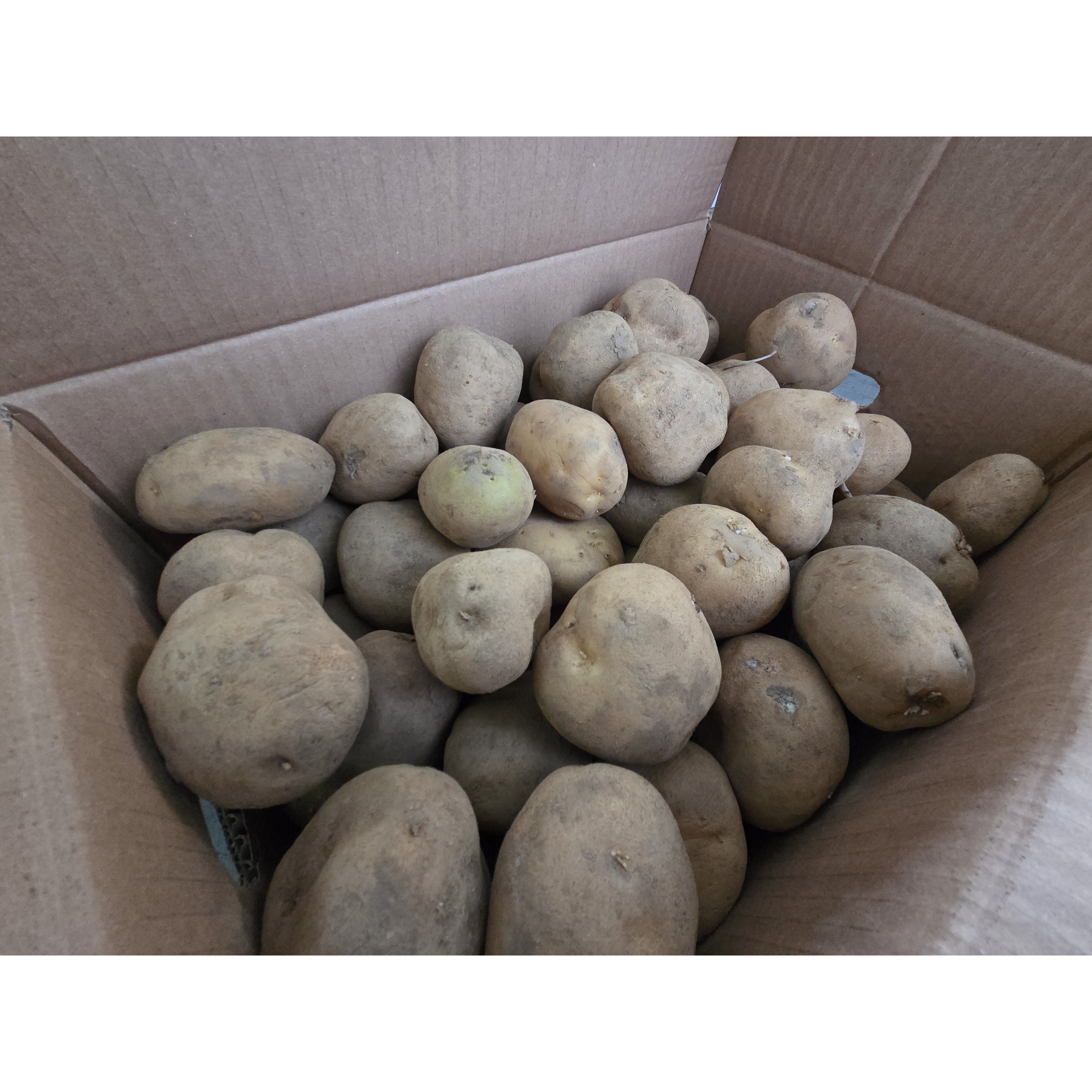 강원농산 씨감자 두백 20kg 보급종 감자씨, 1박스, 20kg, 현재가 57,500원