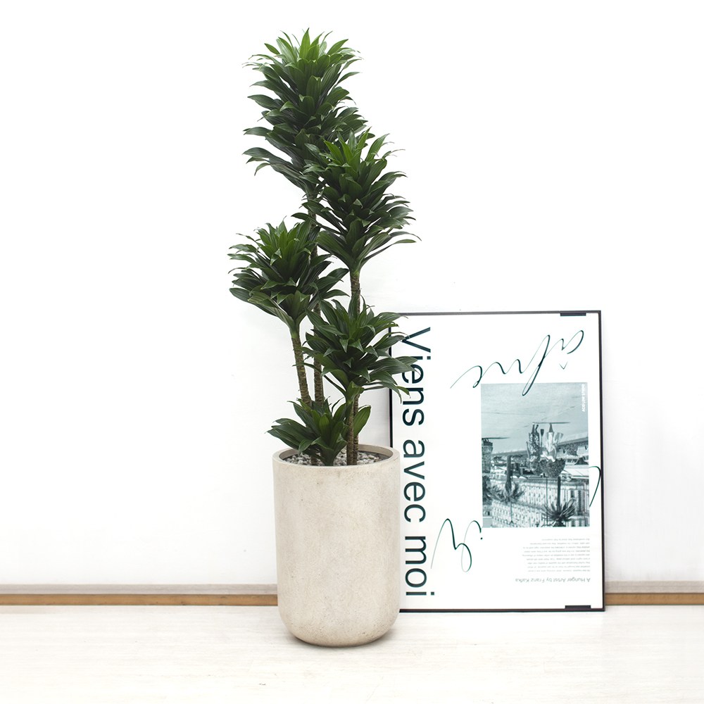 대형 드라세나 콤팩타 그늘에서 잘크는식물 집들이선물 개업화분 195,000원