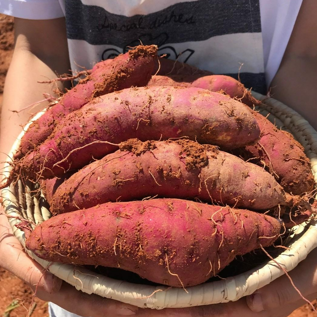 더좋은선택 해남 꿀 햇 세척 고구마, 1박스, 10kg(특상) 33,900원