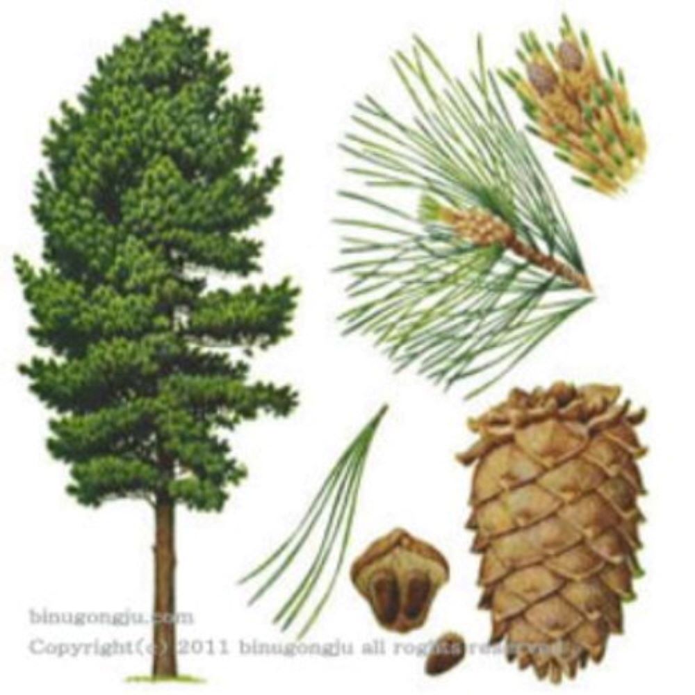 [엔피솝]레몬 E.O (에센셜오일)화장품만들기, 비누만들기DIY, 10ml, 1개 3,500원