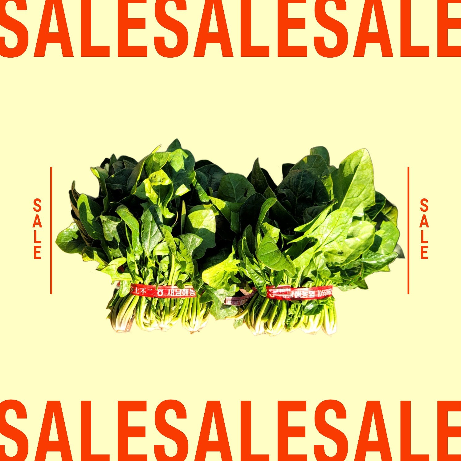 남해 보물초 시금치, 1개, 4kg 49,900원