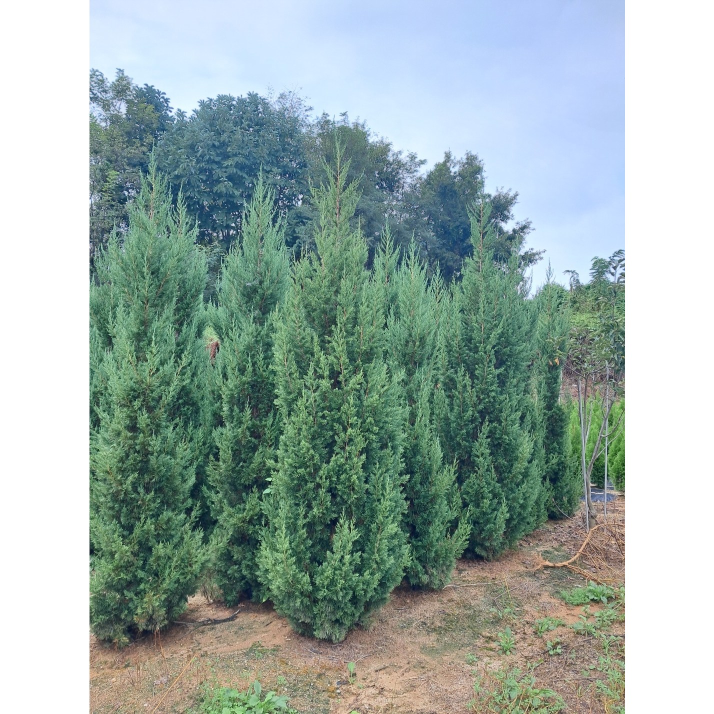 연필향나무 키2m(여주 직접재배, 믿고 심는 나무)(여기가젤저렴해요 가격비교환영) 219,000원