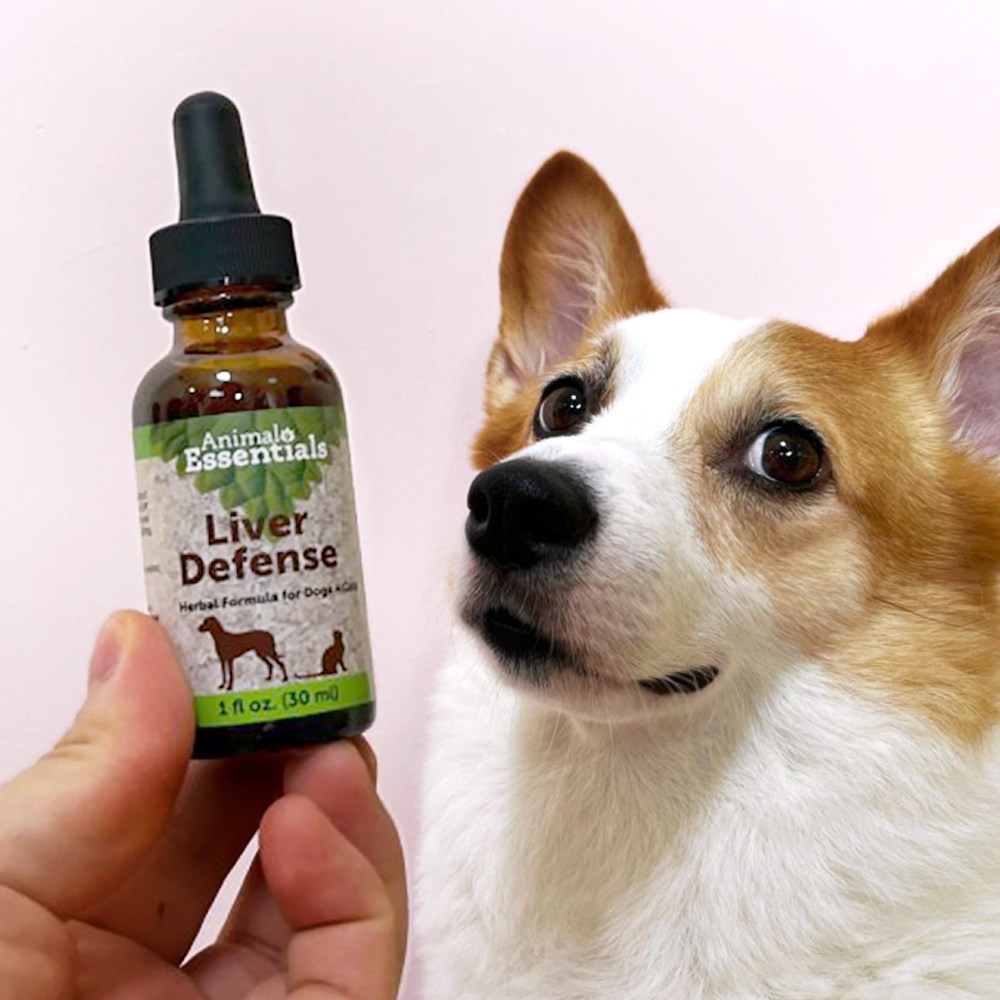 애니멀에센셜 간팅크 강아지 고양이 간 보조제 영양제 밀크씨슬 50% 간수치 관리 눈물자국 예방, 심장/간, 1개 45,690원