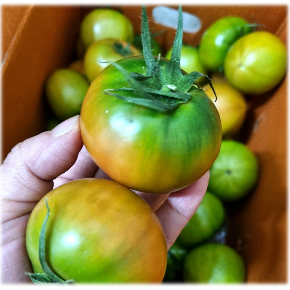 한입에 쏙 대저 짭짤이 토마토 프리미엄 로얄과 2.5KG 29,300원