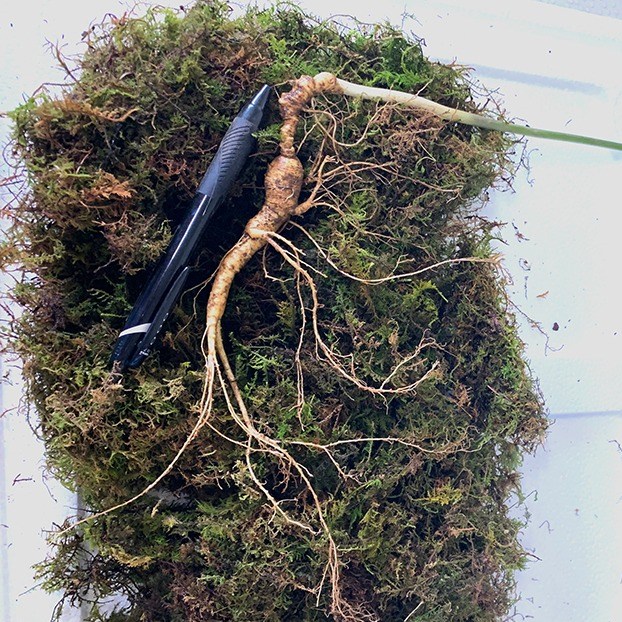 [왕의산삼] 산양삼 15년근 2+1뿌리 산삼 산양산삼 장뇌삼 명품선물 건강식품, 1박스 560,000원