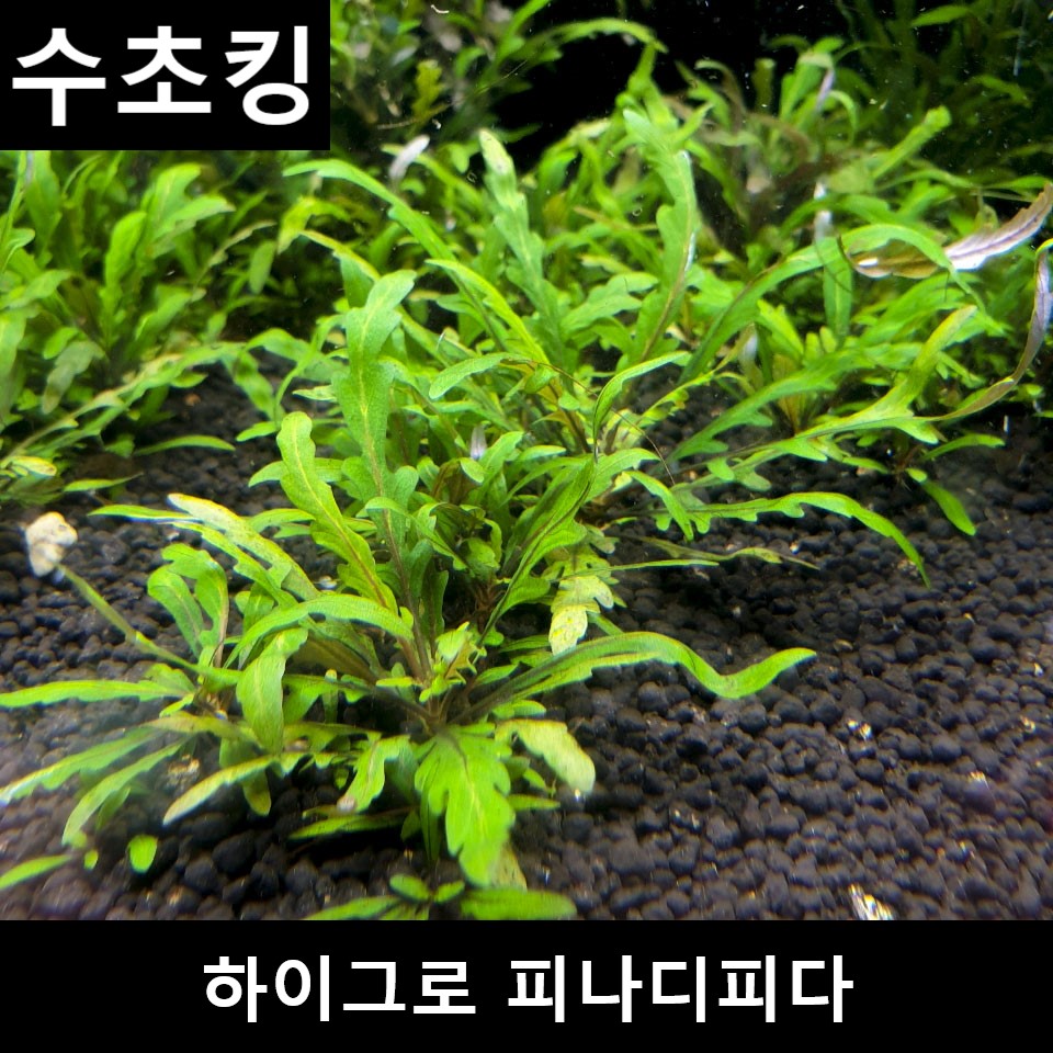 수초킹 하이그로 피나디피다 / 초보 수초 어항 꾸미기 구피 새우 9,990원